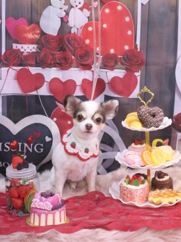 20250226トキくん